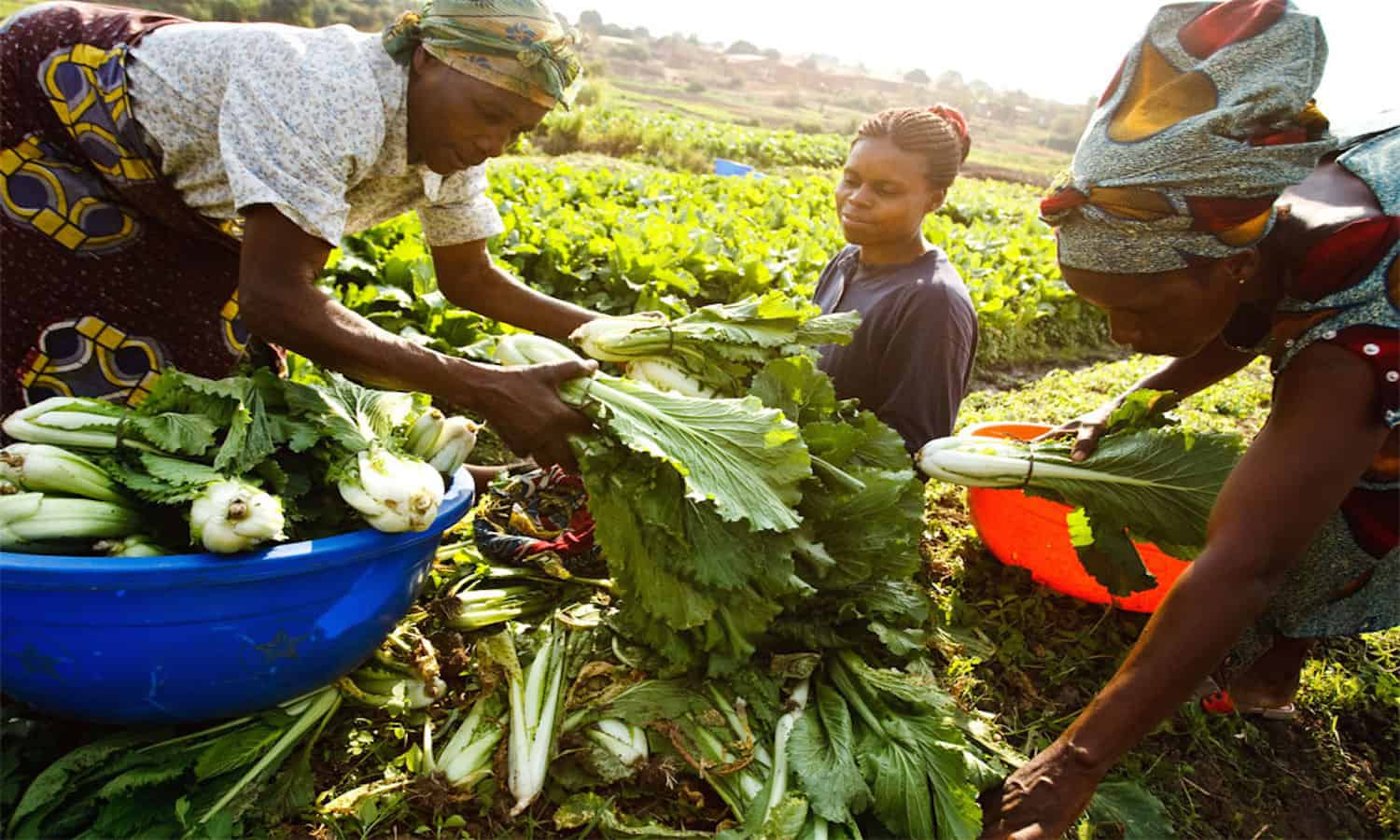 Women harvesting vegetables from a community food garden